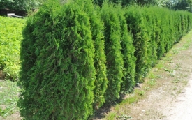 Żywotnik zachodni Holmstrup