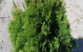 Żywotnik zachodni Miky