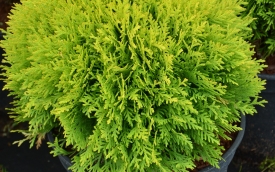 Żywotnik zachodni Mirjam