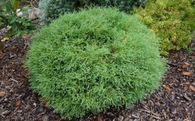 Żywotnik zachodni Mr. Bowling Ball