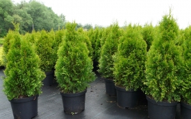 Żywotnik zachodni Smaragd