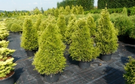 Żywotnik zachodni Stolwijk