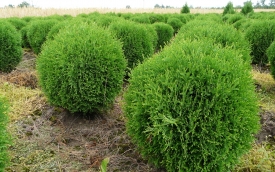 Żywotnik zachodni Tiny Tim