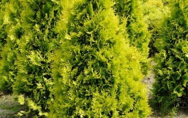 Żywotnik zachodni Yellow Ribbon