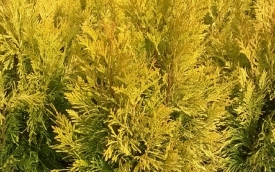 Żywotnik olbrzymi 4ever Goldy 