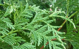 Żywotnik olbrzymi Atrovirens