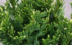 Żywotnik olbrzymi Can-Can