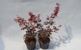 Klon palmowy Atropurpureum