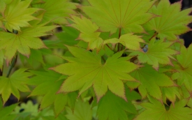 Klon shirasawanum Aureum