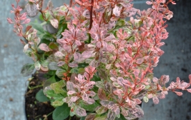Berberys Thunberga Rosy Rocket
