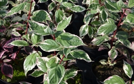 Dereń biały Sibirica Variegata