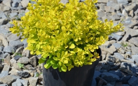 Berberys Thunberga Tiny Gold