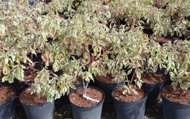 Dereń pagodowy Variegata