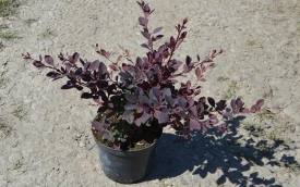 Berberys ottawski Superba