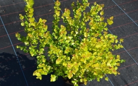 Brzoza karłowata Golden Tresure