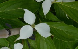 Dereń kousa Bultinck's Giant Flower