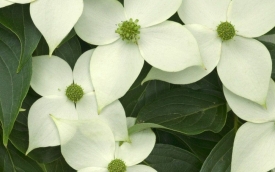 Dereń kousa China Girl