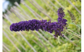 Budleja Davida Black Knight