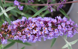 Budleja Davida Nanho Blue