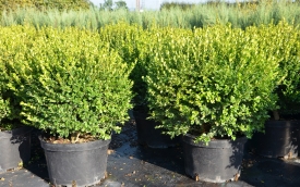 Bukszpan drobnolistny Faulkner