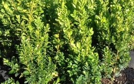 Bukszpan wieczniezielony