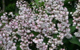 Żylistek szorstki Plena