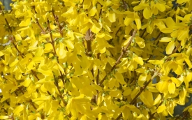 Forsycja pośrednia Week-End