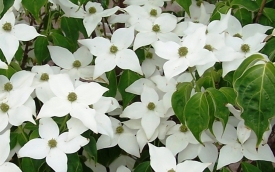 Dereń kousa Milky Way