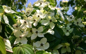 Dereń kousa Teutonia