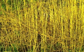 Dereń rozłogowy Flaviramea