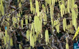 Leszczyna pospolita Contorta