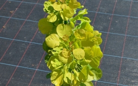 Perukowiec podolski Golden Spirit