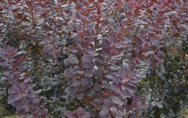 Perukowiec podolski Royal Purple