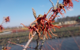 Oczar pośredni Feuerzauber