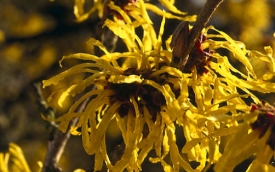 Oczar pośredni Westerstede