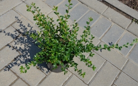 Irga rozesłana Eichholz