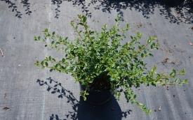 Irga szwedzka Coral Beauty