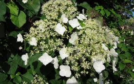 Hortensja pnąca