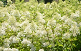 Hortensja bukietowa Grandiflora
