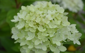 Hortensja bukietowa Limelight