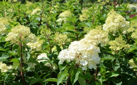 Hortensja bukietowa Vanille Fraise