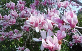 Magnolia Soulange'a Alexandrina