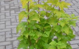 Pęcherznica kalinolistna Dart's Gold