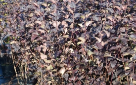 Pęcherznica kalinolistna Diabolo