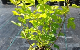 Pęcherznica kalinolistna Nugget