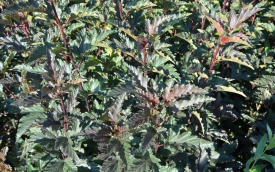 Pęcherznica kalinolistna Red Baron