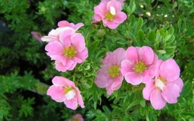 Pięciornik krzewiasty Pink Queen
