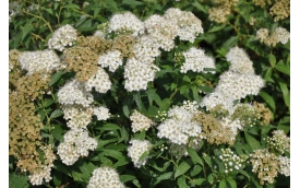 Tawuła japońska Albiflora
