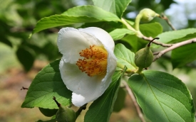 Stewartia nibykamelia