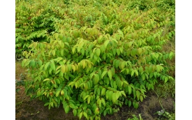 Kalina japońska St Keverne